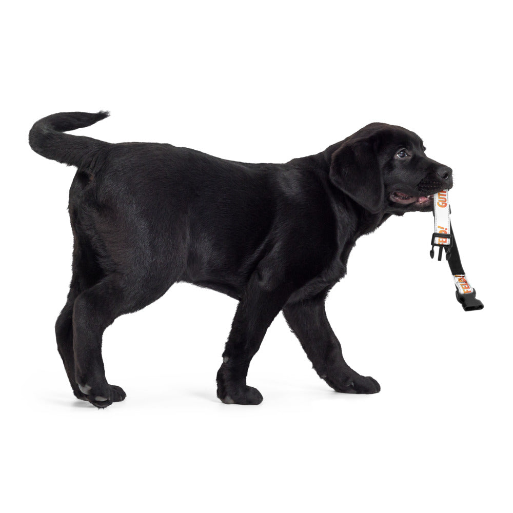 Gutfeld! Pet Collar