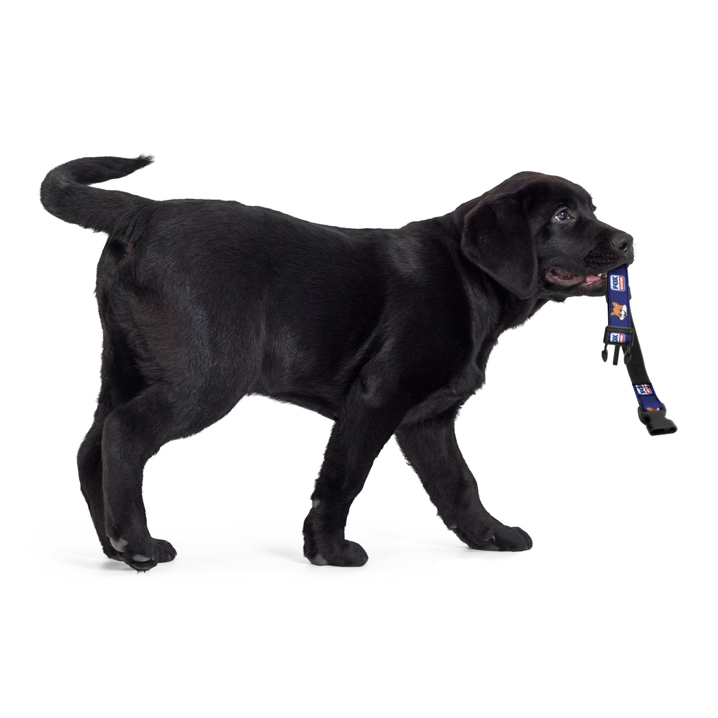 FOX Weather Sonny Pet Collar